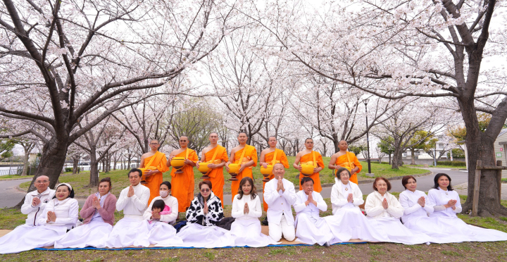 วัดพระธรรมกายโอซาก้า จัดกิจกรรมตักบาตรต้อนรับเทศกาลดอกซากุระบาน