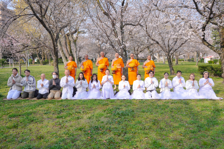 วัดพระธรรมกายโอซาก้า จัดตักบาตรใต้ต้นซากุระผลิบาน