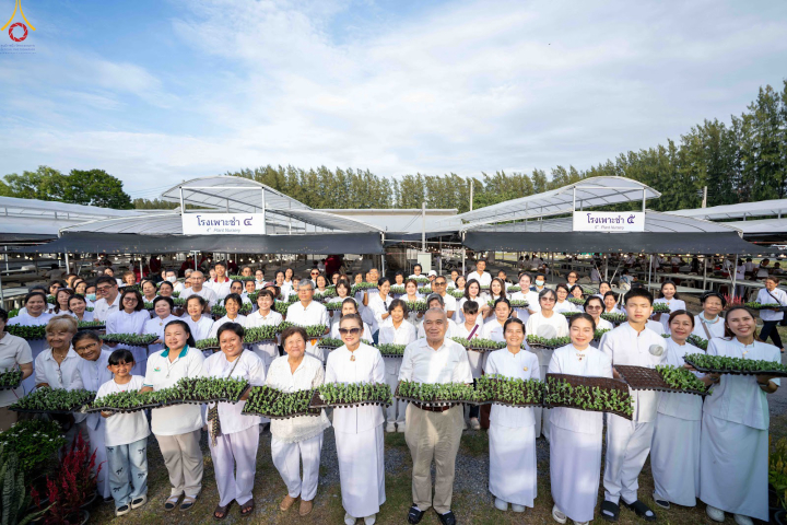 สาธุชนและเจ้าหน้าที่วัดพระธรรมกาย รับบุญปักชำต้นกล้าเบญจทรัพย์