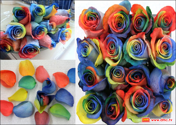 International Roses 2012