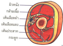 ความเจ็บป่วยเนื่องจากโครงสร้างของร่างกายเสียสมดุล