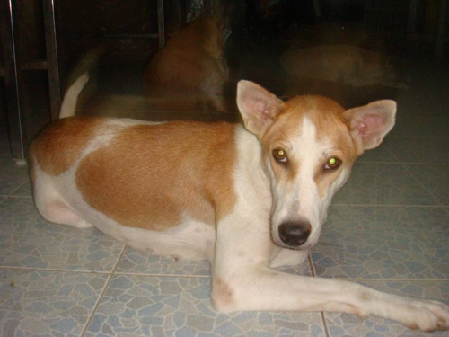 Answer by Law of Kamma :- dog vs ghost