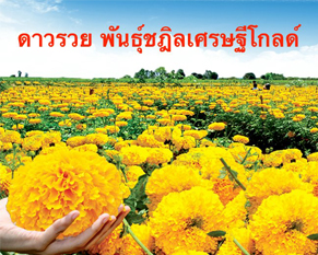 คุณสมบัติของเจ้าภาพปลูกดอกดาวรวย และเบอร์โทรศัพท์ร่วมบุญเมล็ดพันธุ์