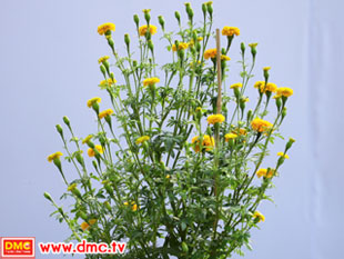 เกาะติดสถานการณ์ดาวรวย ตอน เปิดตัวแชมป์