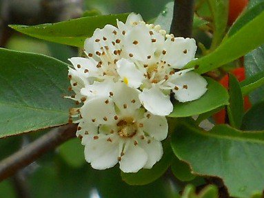 Restraint from Drinking Intoxicants (6-1)