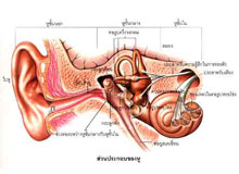 ปวดหู หูอื้อ- ตัวอย่างโรคที่เกิดจากการเสียดุลยภาพ