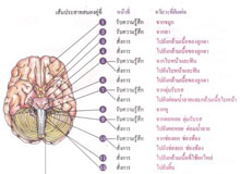 ความรู้พื้นฐานที่นำไปสู่ความเข้าใจของการเกิดโรค ตอนที่ 1