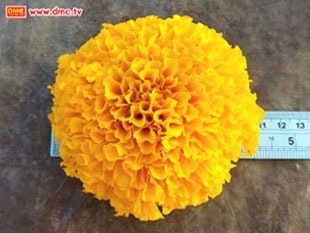 ชิงแชมป์ดาวรวยดอกใหญ่ที่สุดในโลก โดยทีมงานสวนป่าหิมวันต์