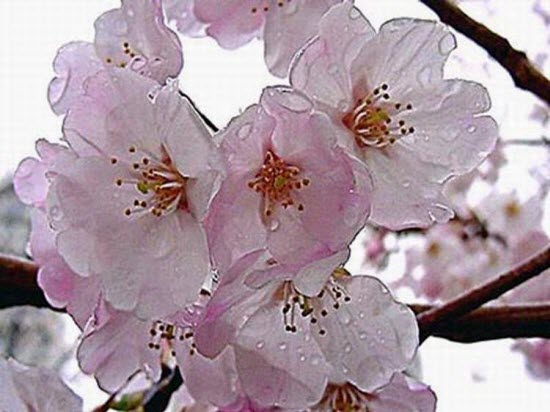 Pollen Allergy vs Lipstick Allergy