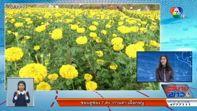 ทุ่งดาวเรือง เหลืองอร่าม จ.เลย