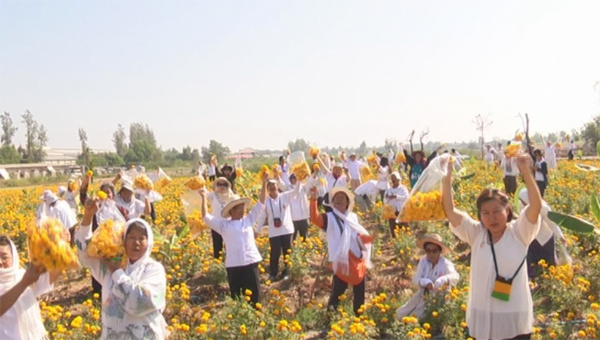 คณะกัลยาณมิตร ร่วมตัดดอกดาวรวยบนพื้นที่ 14 ไร่