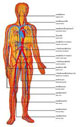 ระบบการขนส่งหลักภายในร่างกาย