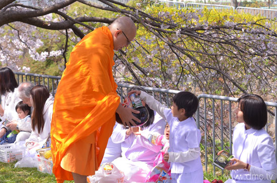วัดพระธรรมกายคานากาว่า จัดตักบาตรเทศกาลดอกซากุระบาน