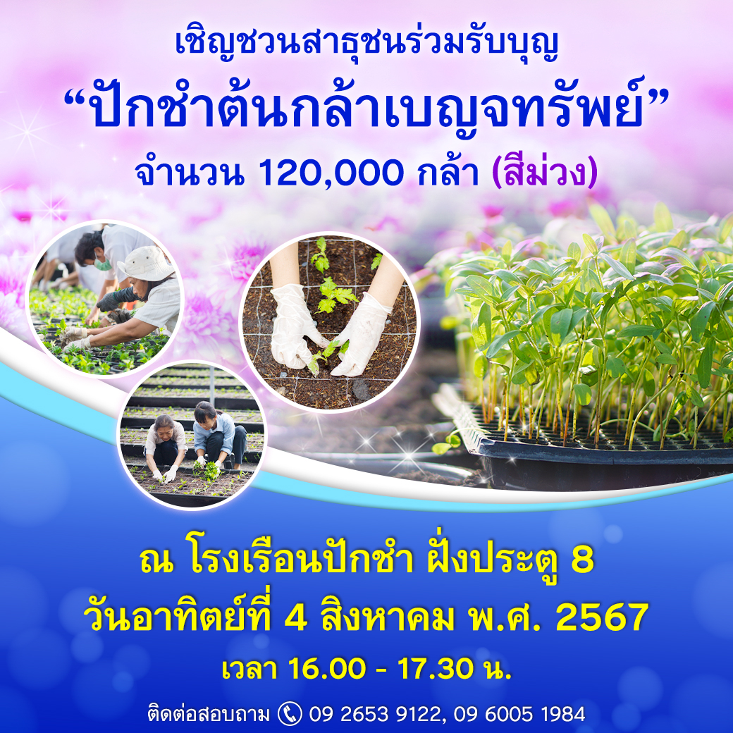 ปักชำต้นกล้าเบญจทรัพย์ วันที่ 4 สิงหาคม พ.ศ. 2567