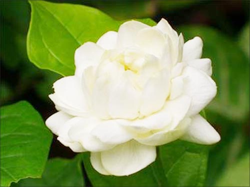 ดอกมะลิเป็นสัญลักษณ์ของวันแม่