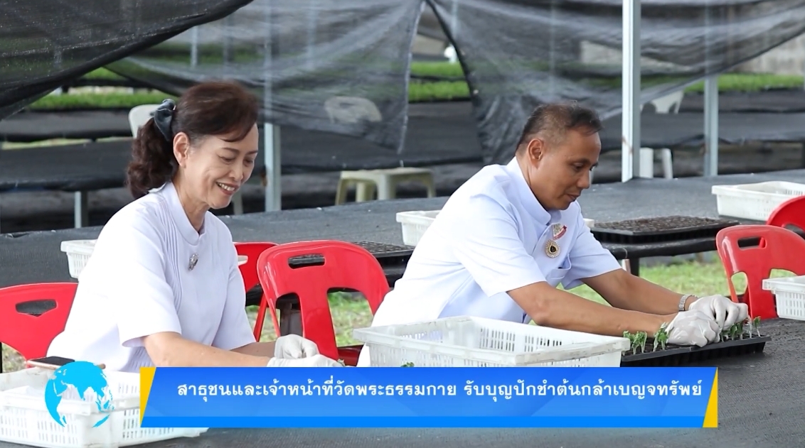 สาธุชนและเจ้าหน้าที่วัดพระธรรมกาย รับบุญปักชำต้นกล้าเบญจทรัพย์