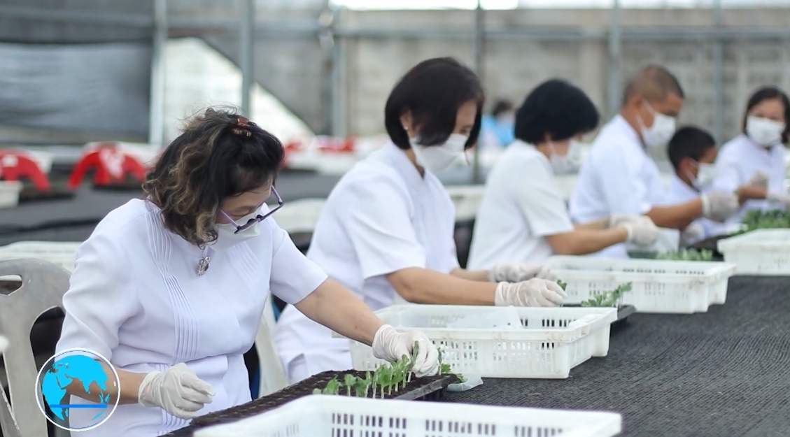 สาธุชนและเจ้าหน้าที่วัดพระธรรมกาย รับบุญปักชำต้นกล้าเบญจทรัพย์