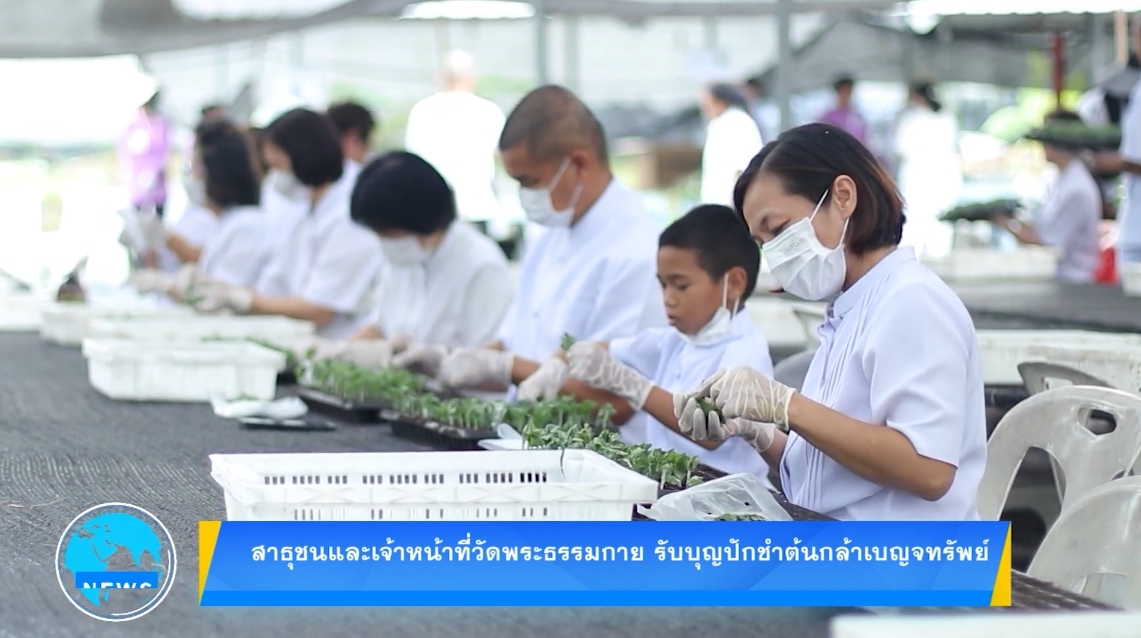 สาธุชนและเจ้าหน้าที่วัดพระธรรมกาย รับบุญปักชำต้นกล้าเบญจทรัพย์
