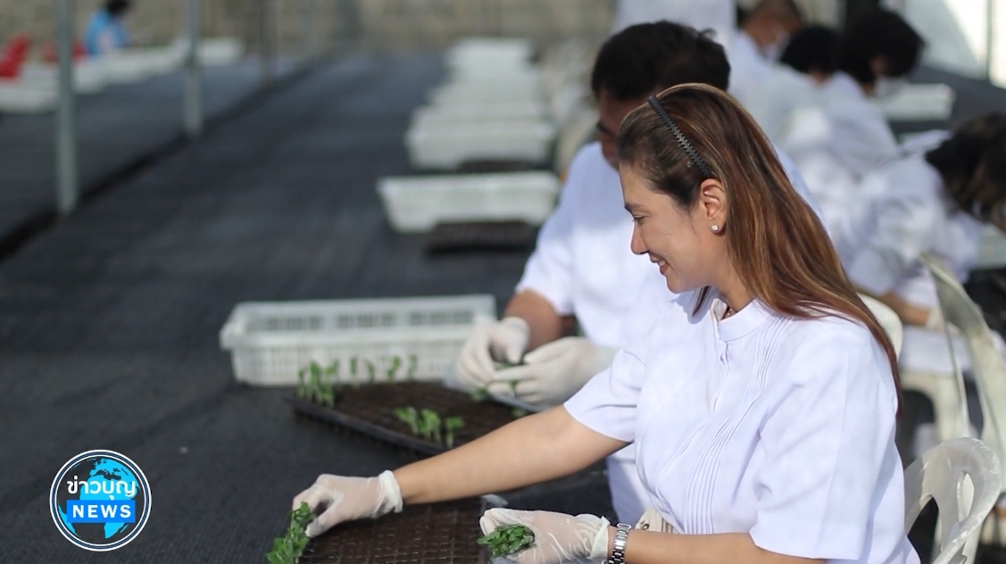 สาธุชนและเจ้าหน้าที่วัดพระธรรมกาย รับบุญปักชำต้นกล้าเบญจทรัพย์