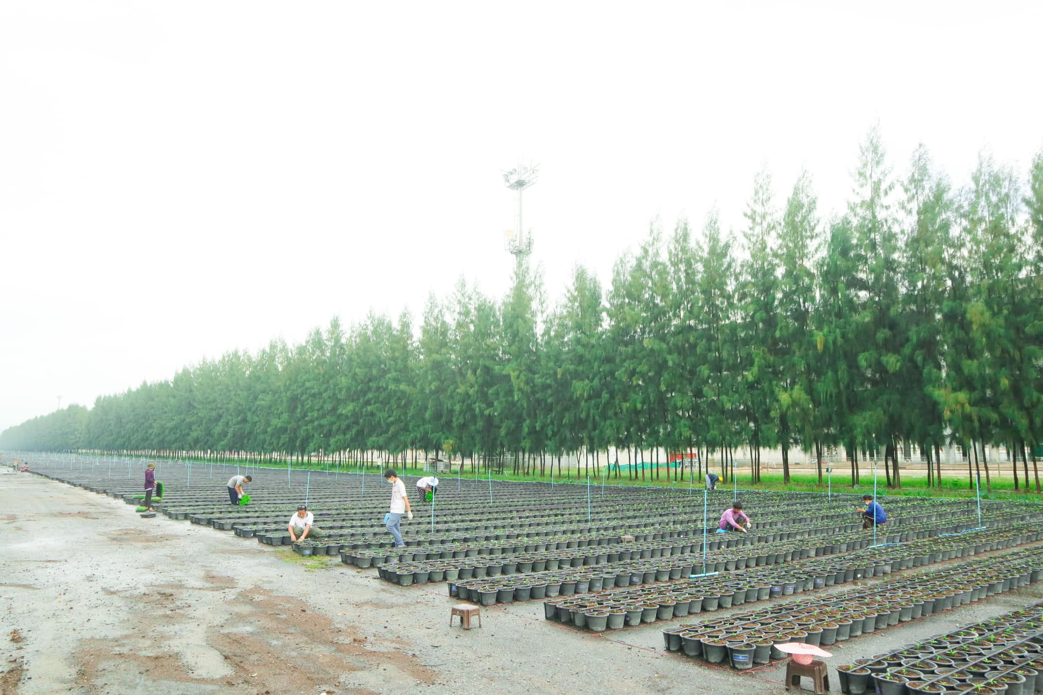 ขอเชิญทุกท่านร่วมรับบุญปลูก “ดอกแพงรวย”