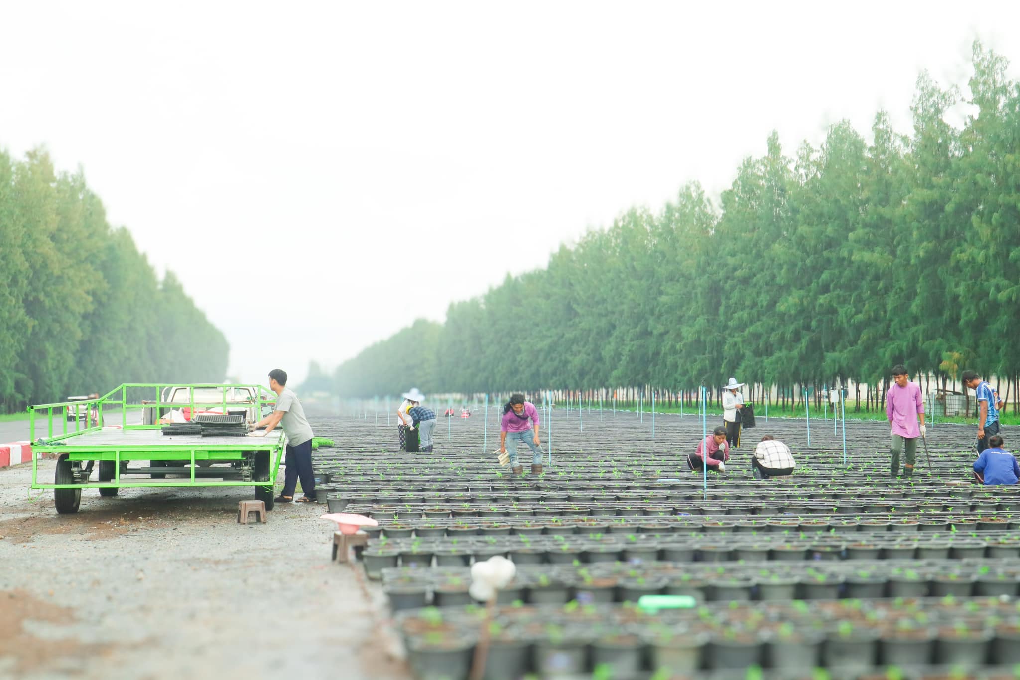 ขอเชิญทุกท่านร่วมรับบุญปลูก “ดอกแพงรวย”