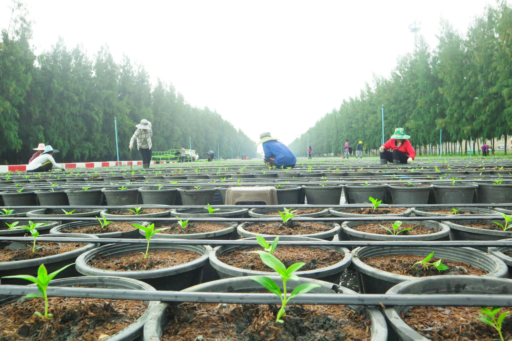 ขอเชิญทุกท่านร่วมรับบุญปลูก “ดอกแพงรวย”