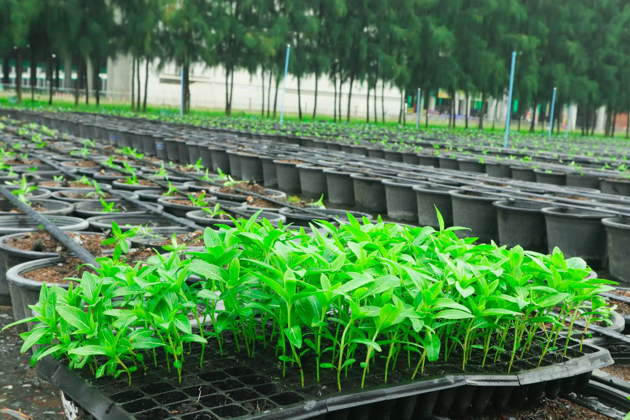 ขอเชิญทุกท่านร่วมรับบุญปลูก “ดอกแพงรวย”