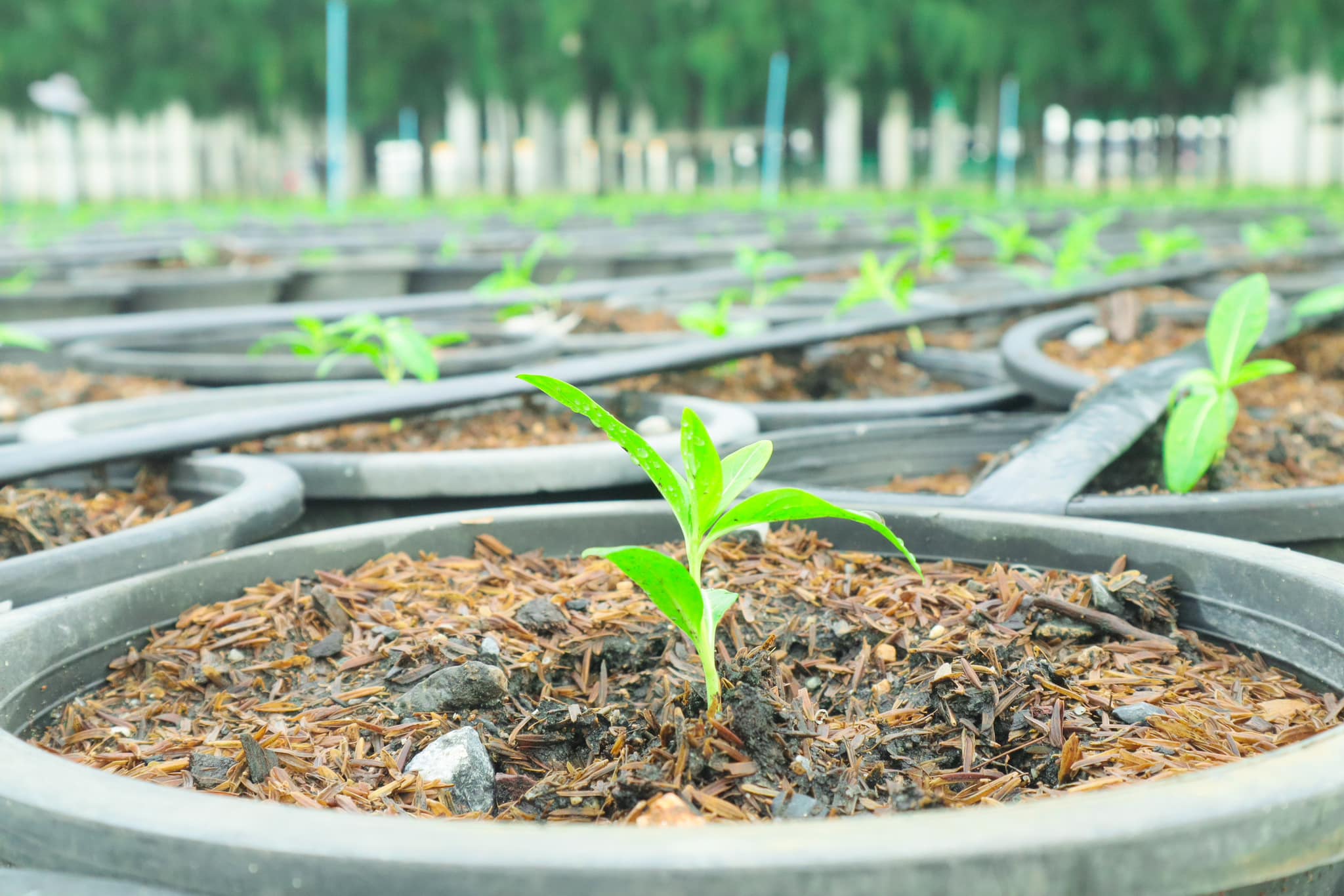 ขอเชิญทุกท่านร่วมรับบุญปลูก “ดอกแพงรวย”