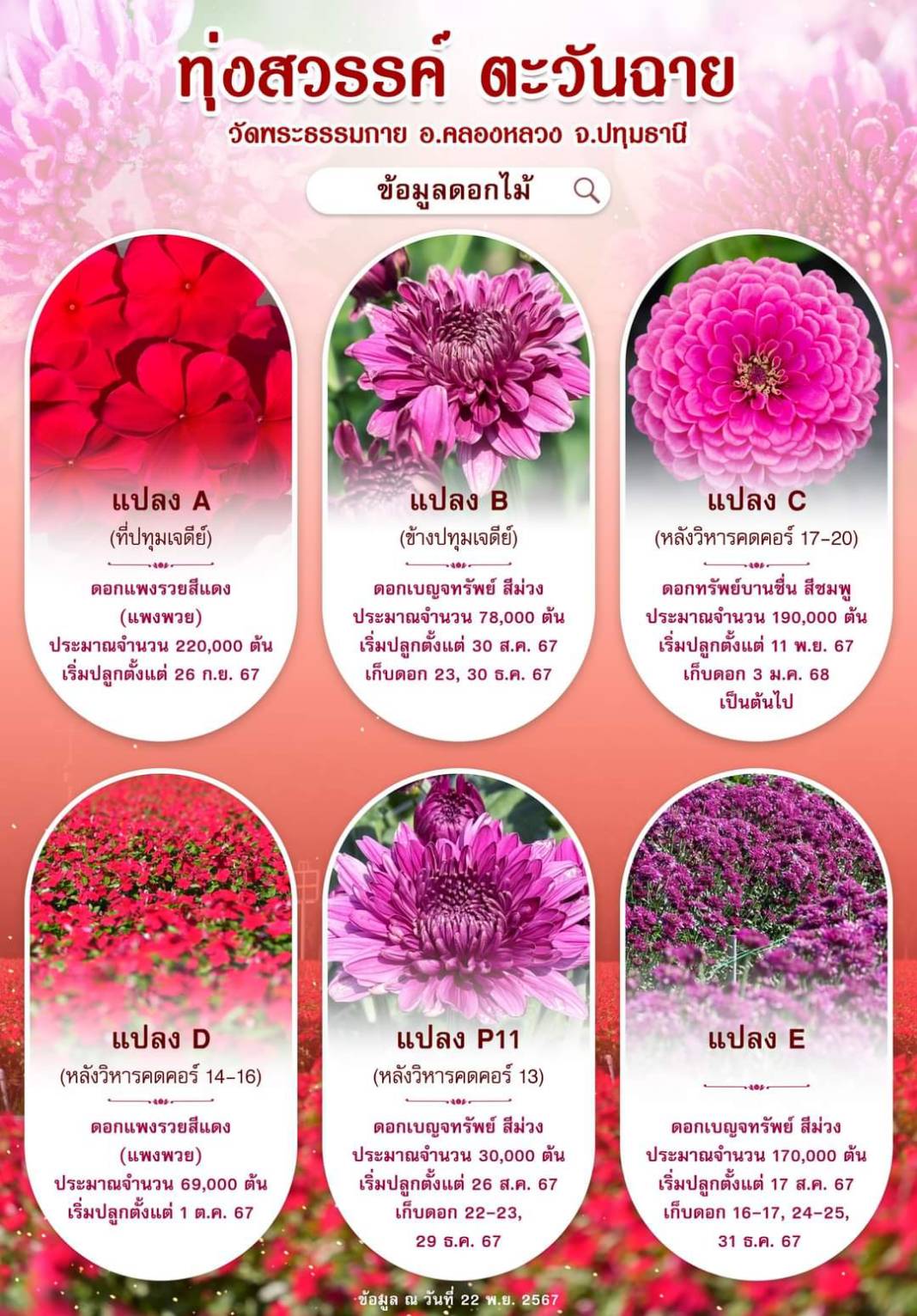 เทศกาล “ชมสวนดอกไม้ปทุมธานี 2568” ณ ทุ่งสวรรค์ ตะวันสวย