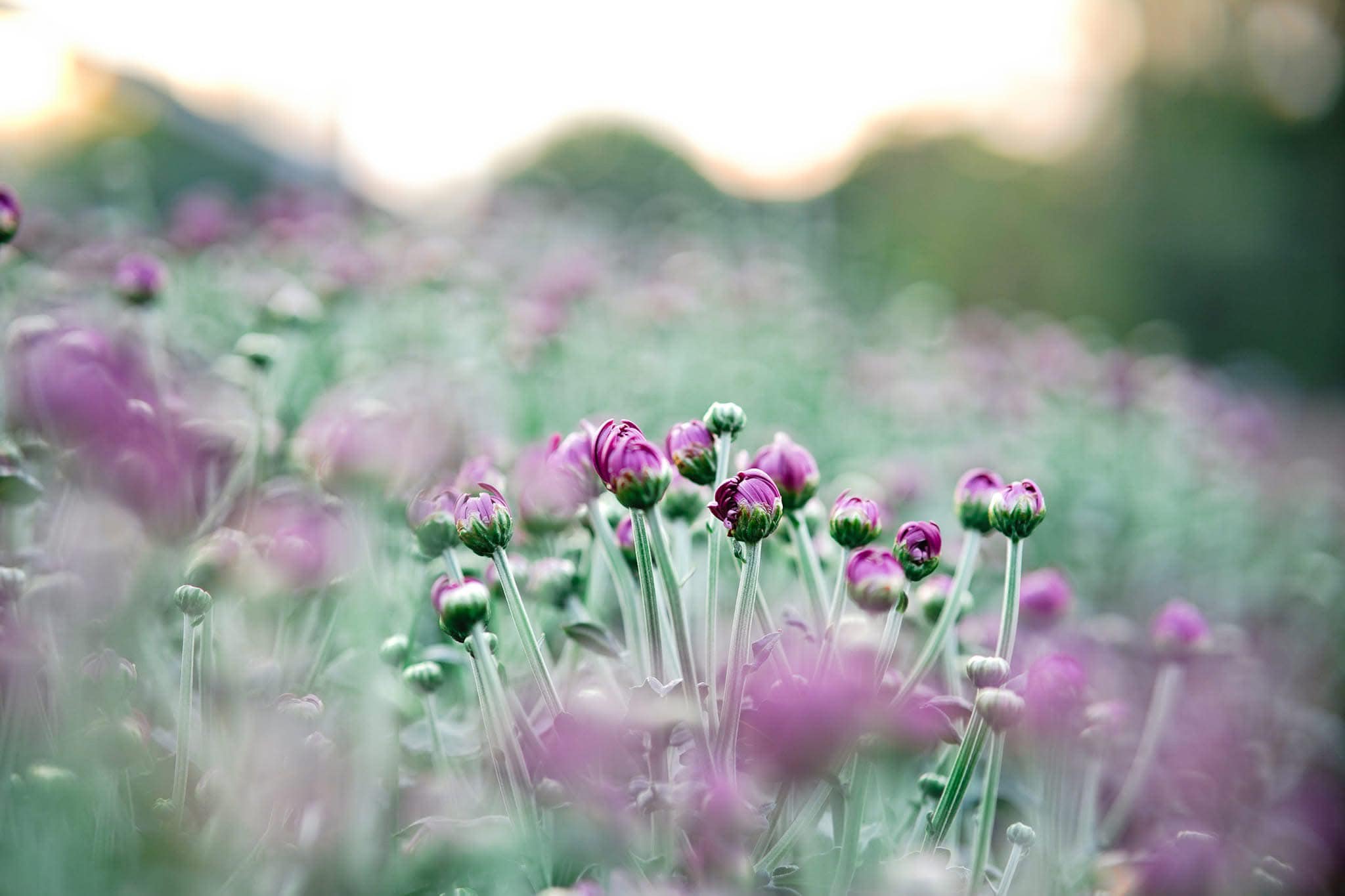 ทุ่งสวรรค์ตะวันฉาย