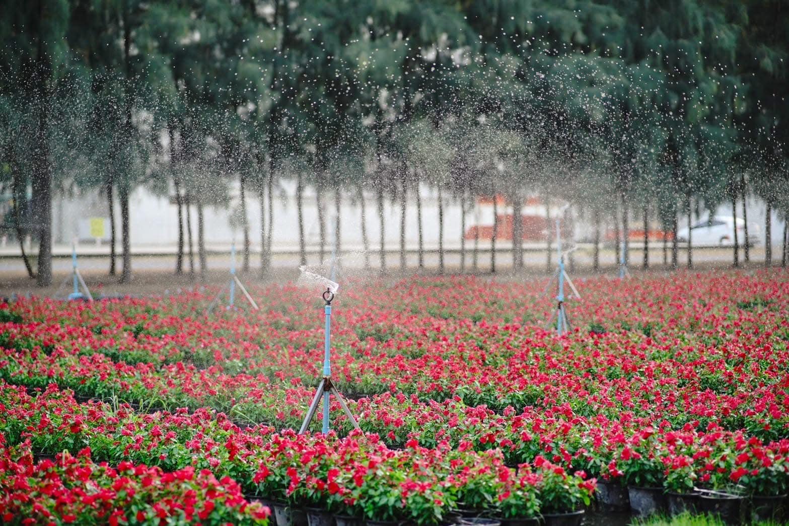 ทุ่งสวรรค์ตะวันฉาย