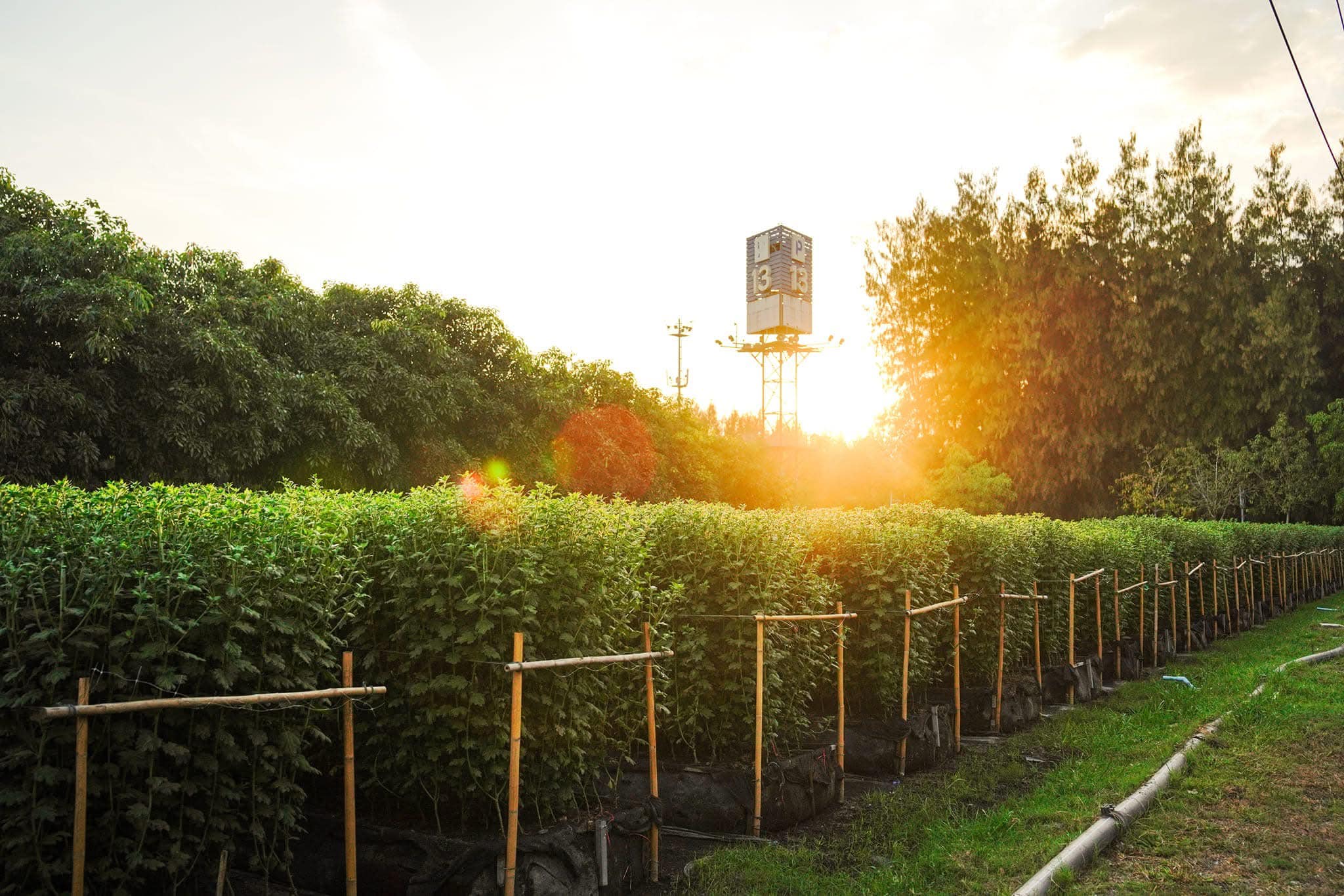 ทุ่งสวรรค์ตะวันฉาย