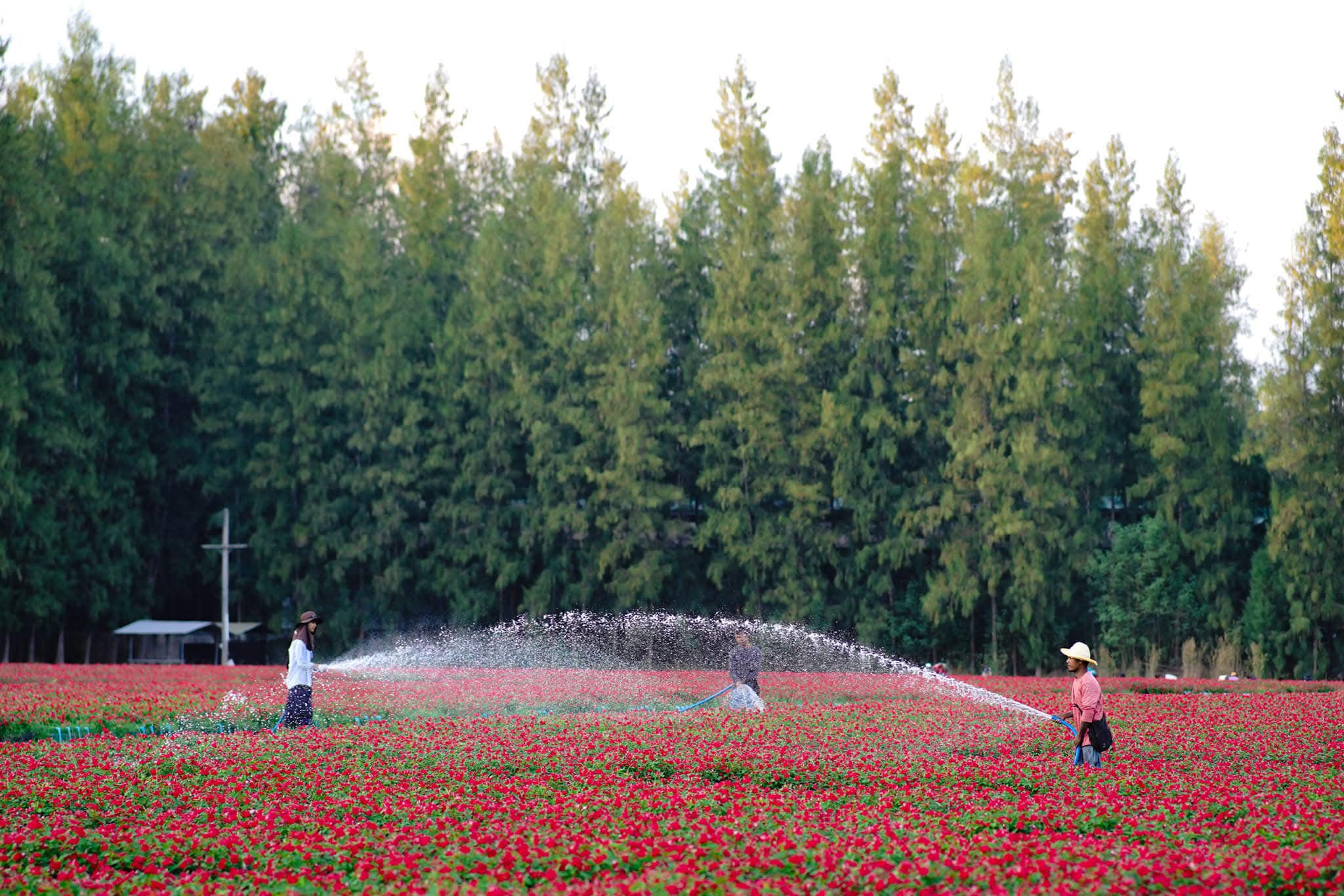 ทุ่งสวรรค์ตะวันฉาย