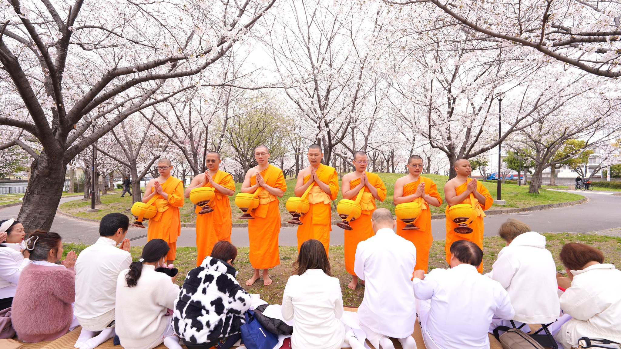 วัดพระธรรมกายโอซาก้า จัดกิจกรรมตักบาตรต้อนรับ เทศกาลดอกซากุระบาน