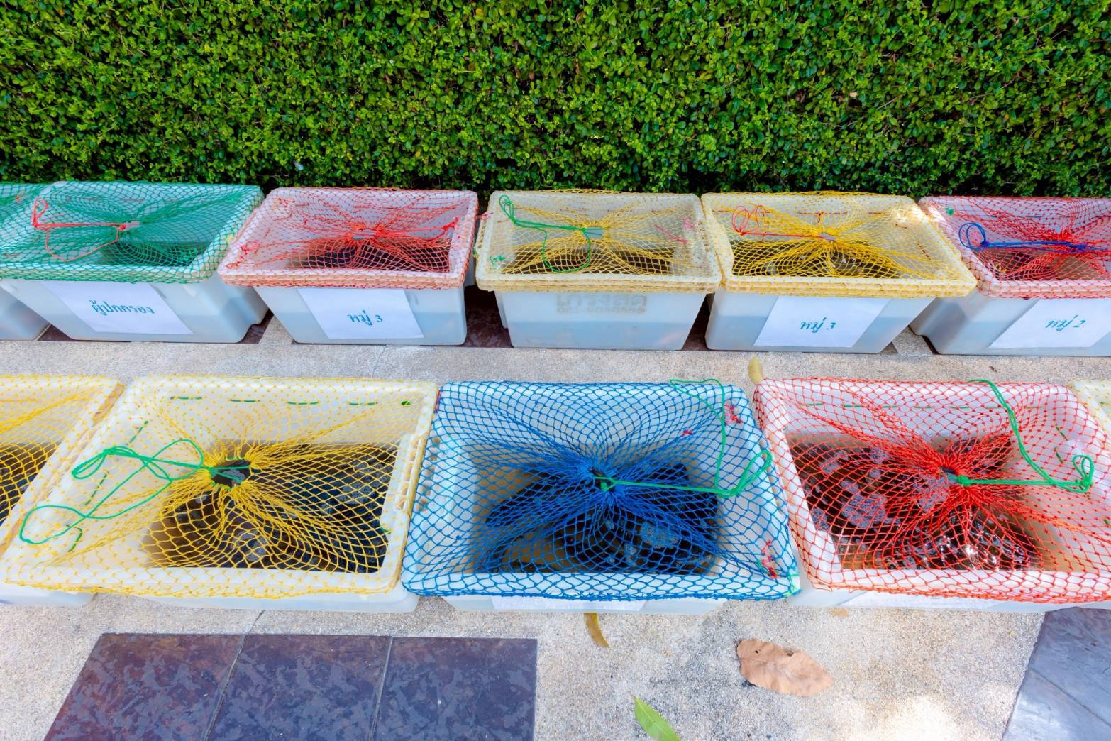 ธรรมทายาทหญิง รุ่นที่ 40 (ภาคฤดูร้อน) ปล่อยปลาให้ชีวิตสัตว์เป็นทาน 