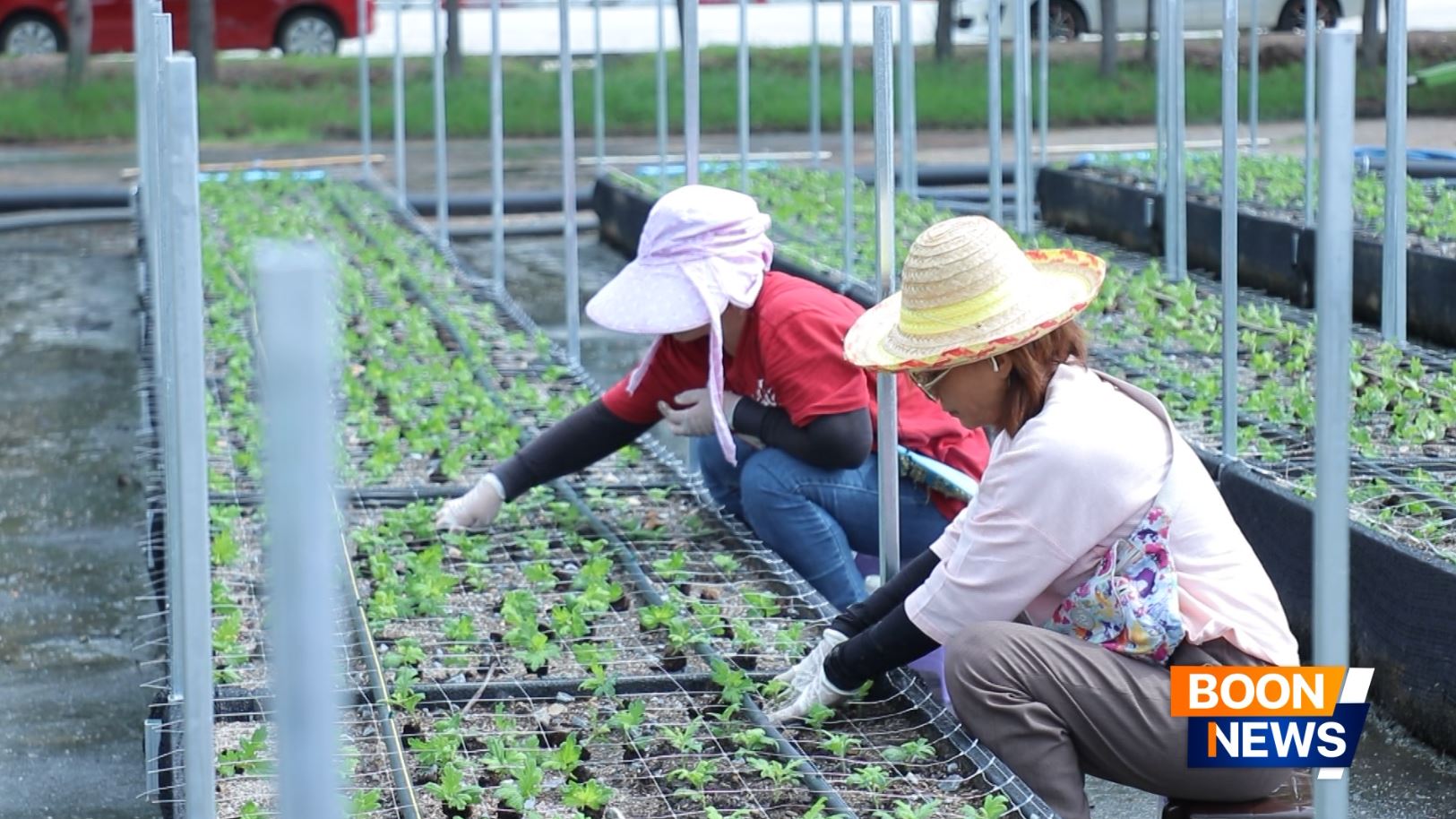 สาธุชนพร้อมด้วยเจ้าหน้าที่วัดพระธรรมกาย ร่วมปลูกต้นเบญจทรัพย์