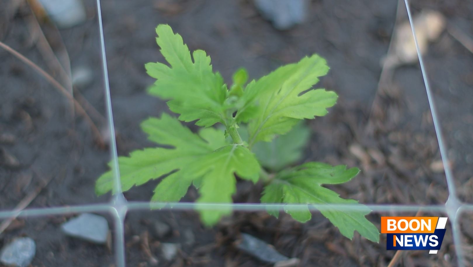 สาธุชนพร้อมด้วยเจ้าหน้าที่วัดพระธรรมกาย ร่วมปลูกต้นเบญจทรัพย์