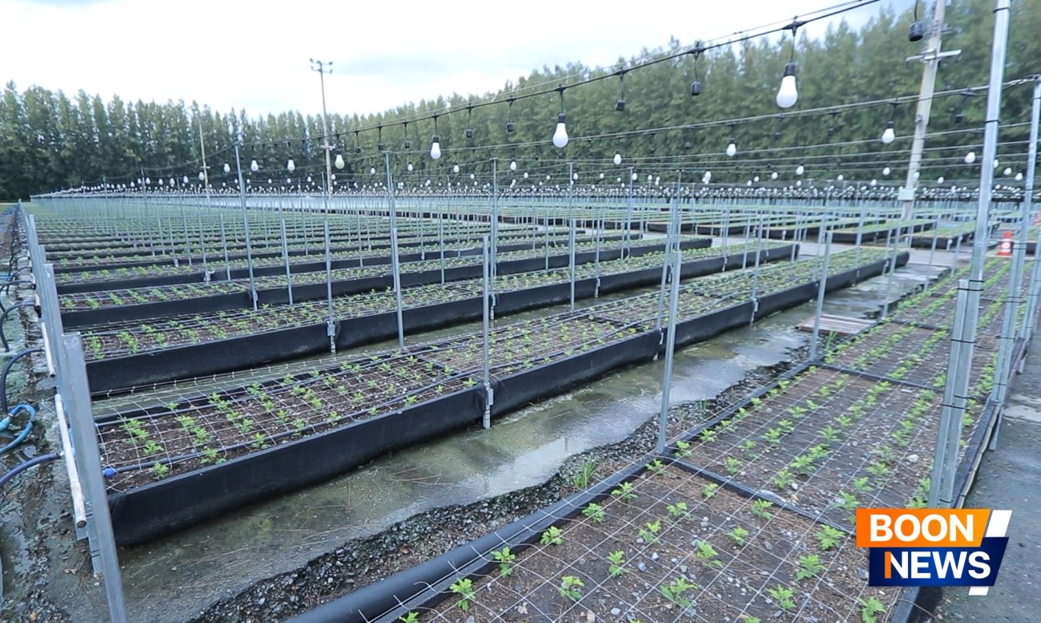 สาธุชนพร้อมด้วยเจ้าหน้าที่วัดพระธรรมกาย ร่วมปลูกต้นเบญจทรัพย์