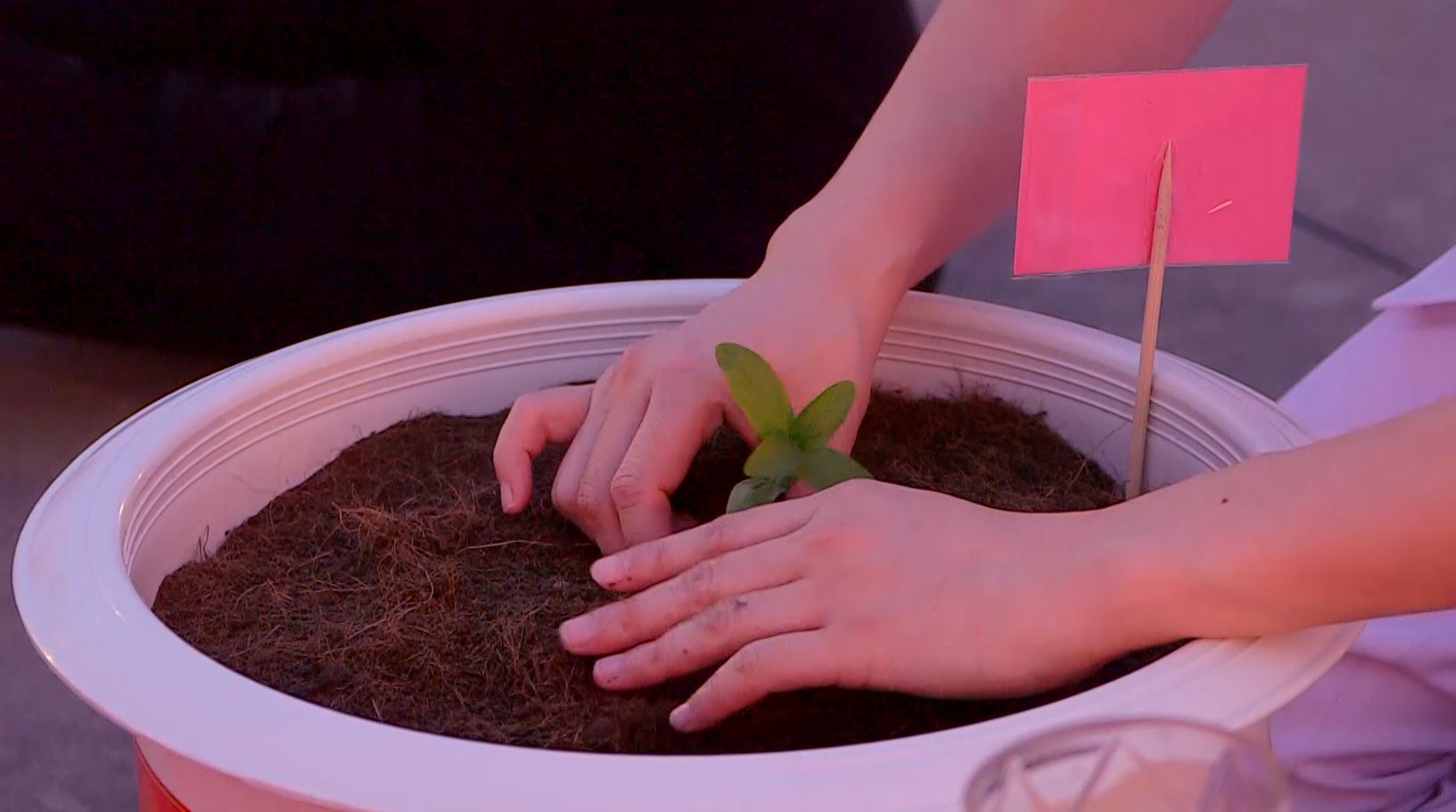 วัดพระธรรมกาย จัดพิธีปลูกต้นทรัพย์บานชื่น และพิธีฉลองชัยชิตังเม 7,772,141,141 จบ