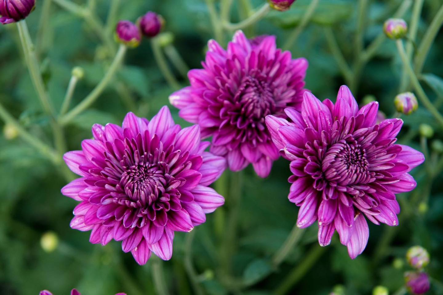 ขอเชิญสาธุชนร่วมรับบุญพิเศษ!! เก็บดอก “เบญจทรัพย์” เพื่อนำไปปลิดกลีบ ใช้ต้อนรับพระธรรมยาตราปี ที่ 14