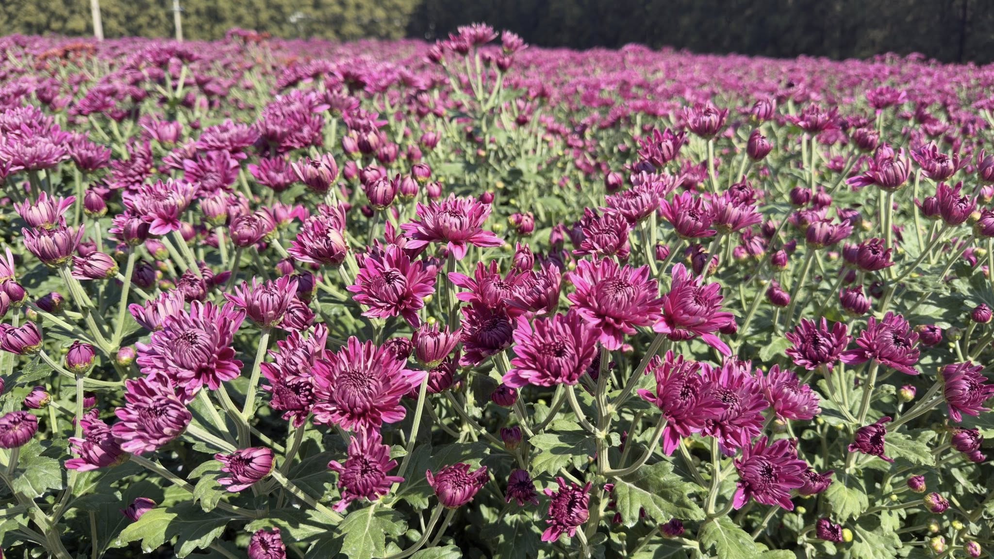 ขอเชิญสาธุชนร่วมรับบุญพิเศษ!! เก็บดอก “เบญจทรัพย์” เพื่อนำไปปลิดกลีบ ใช้ต้อนรับพระธรรมยาตราปี ที่ 14