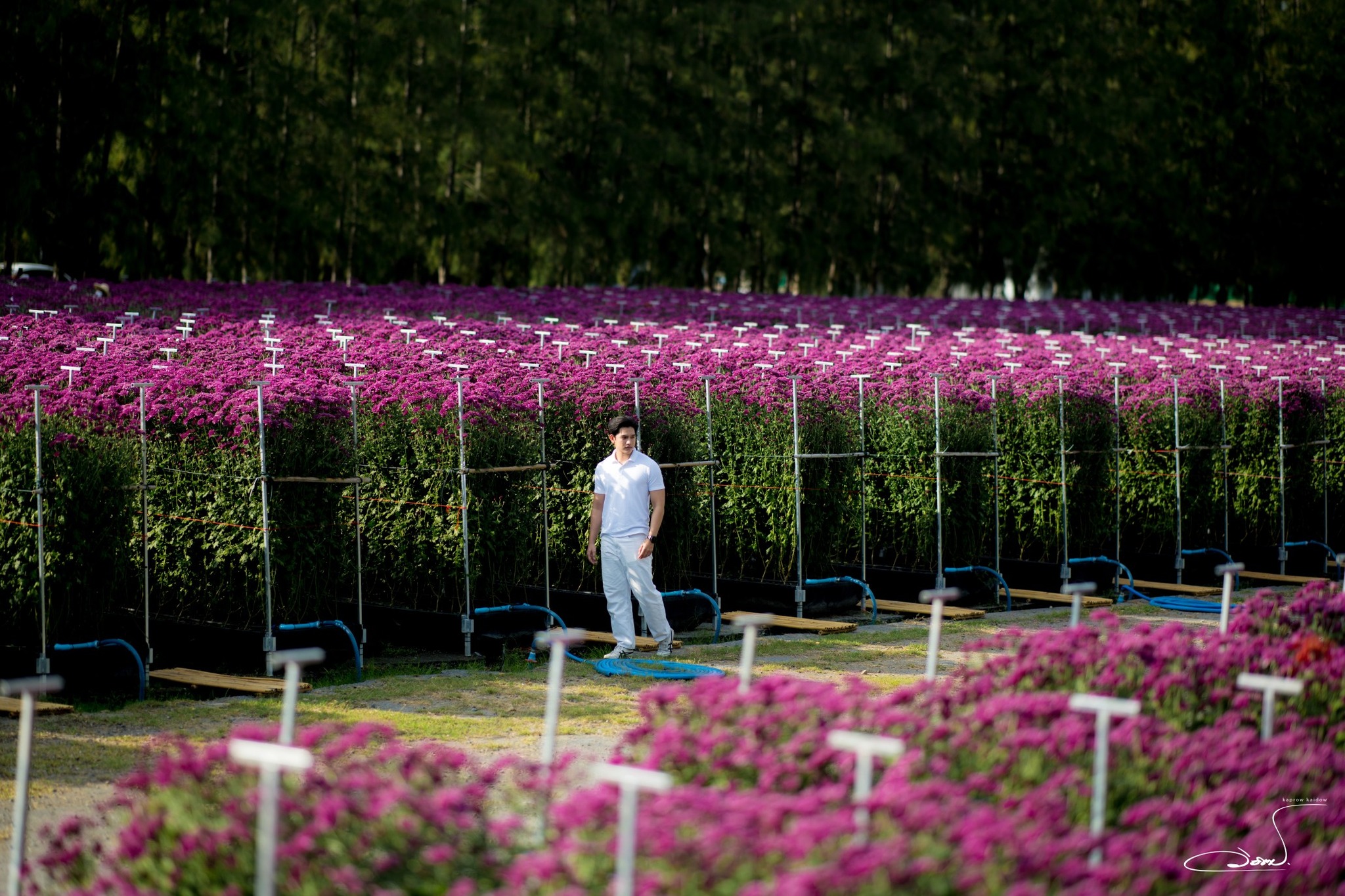 เทศกาลชมสวนดอกไม้ ”ทุ่งสวรรค์ ตะวันฉาย“