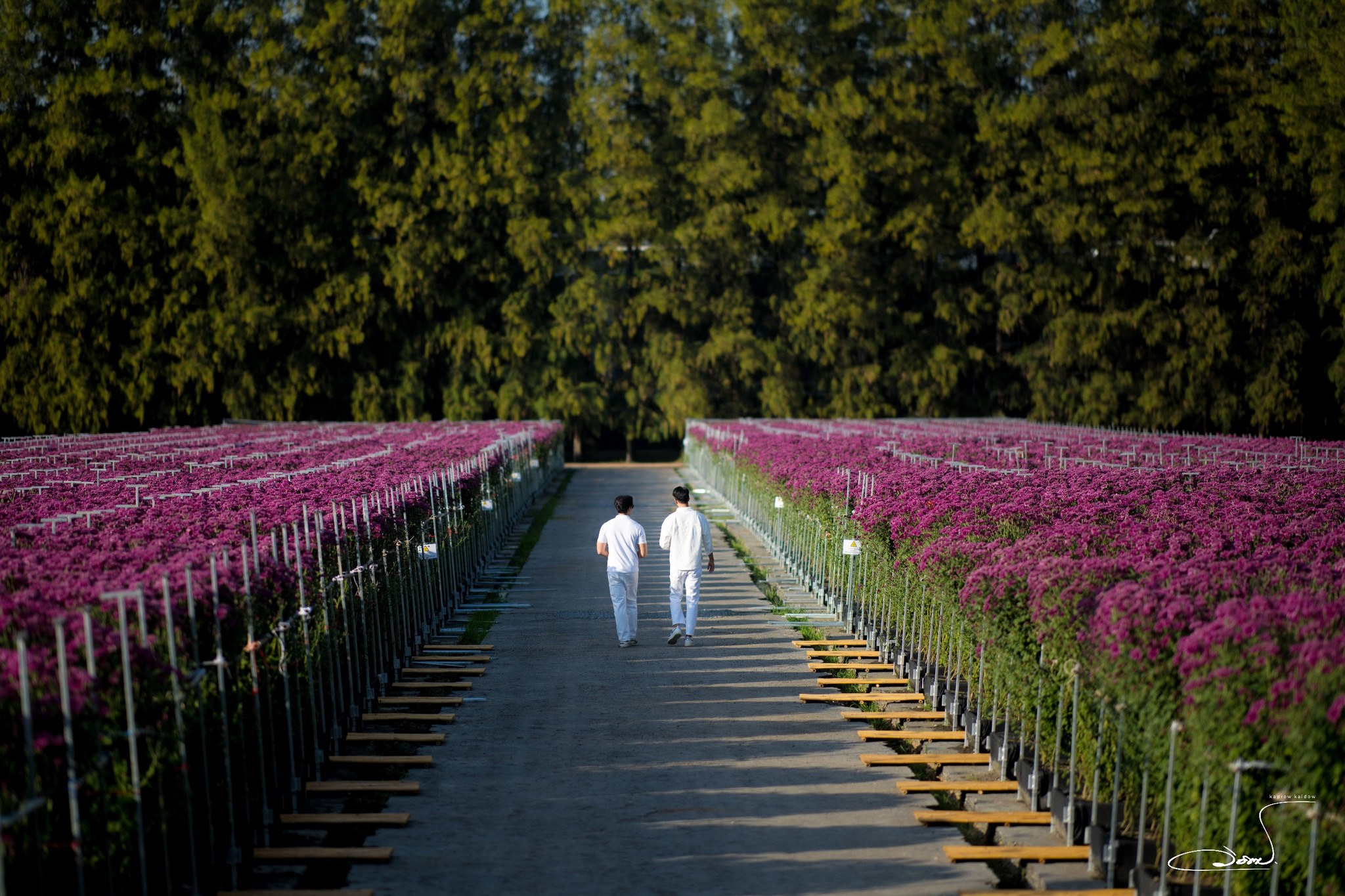 เทศกาลชมสวนดอกไม้ ”ทุ่งสวรรค์ ตะวันฉาย“
