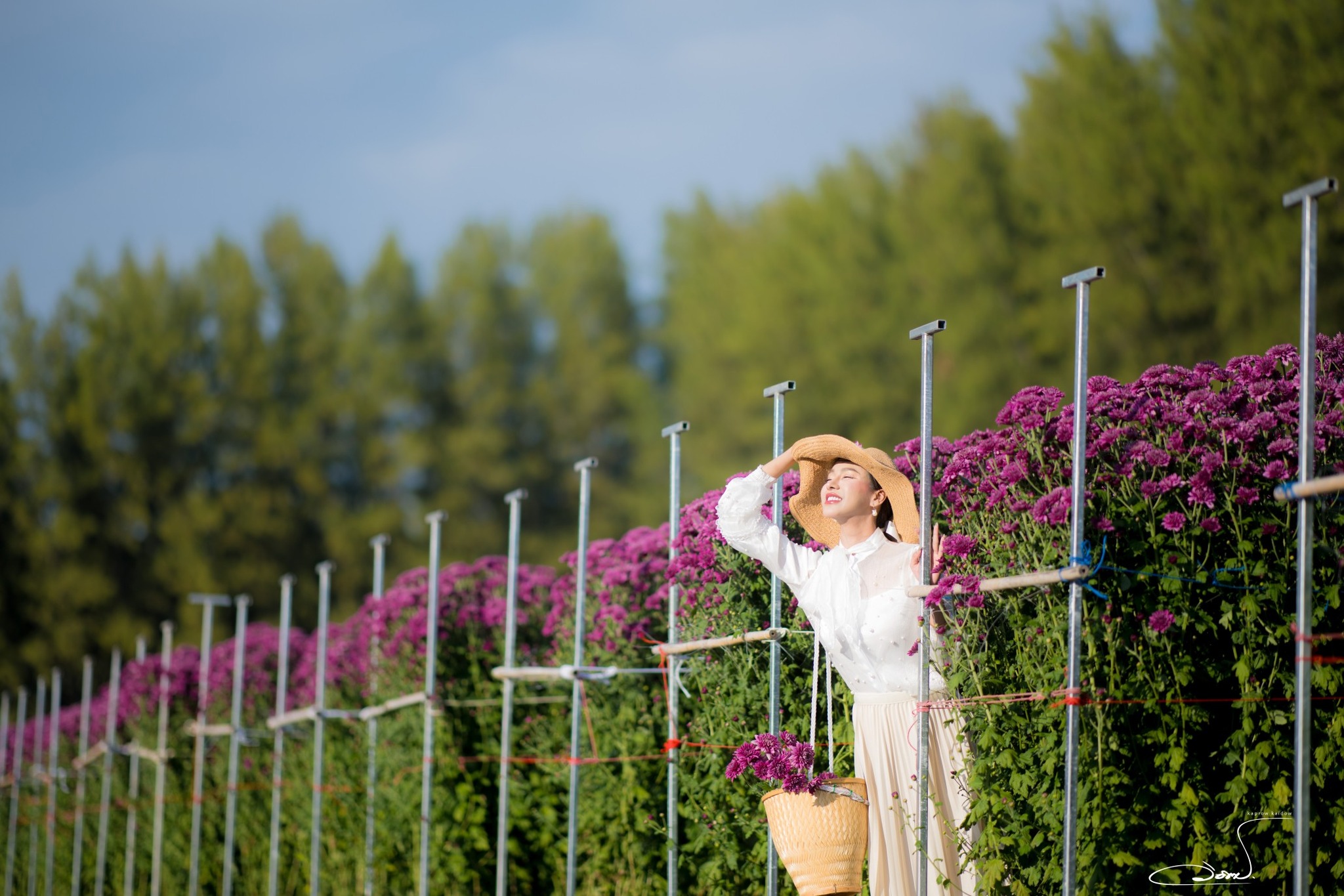 เทศกาลชมสวนดอกไม้ ”ทุ่งสวรรค์ ตะวันฉาย“