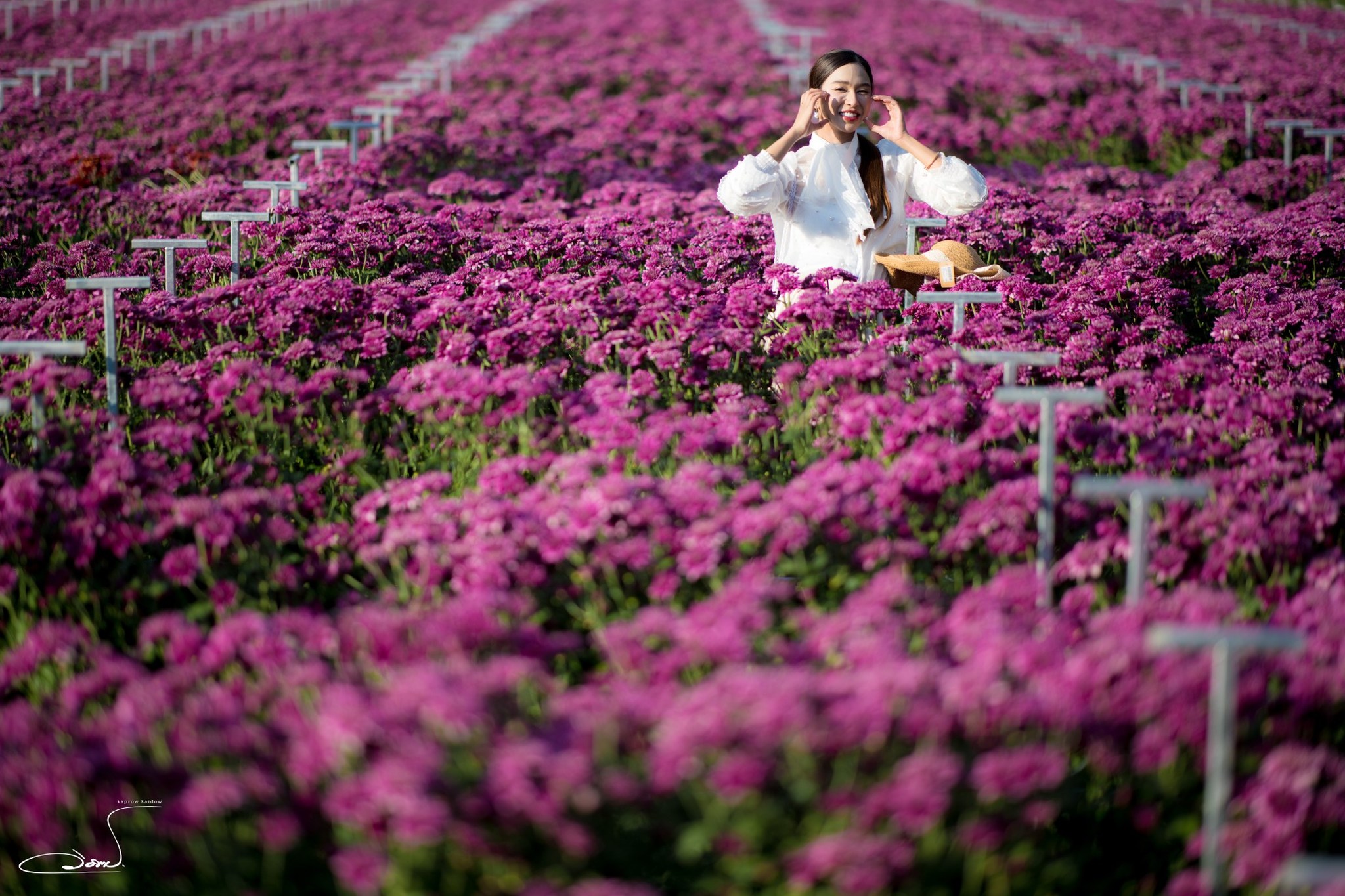 เทศกาลชมสวนดอกไม้ ”ทุ่งสวรรค์ ตะวันฉาย“