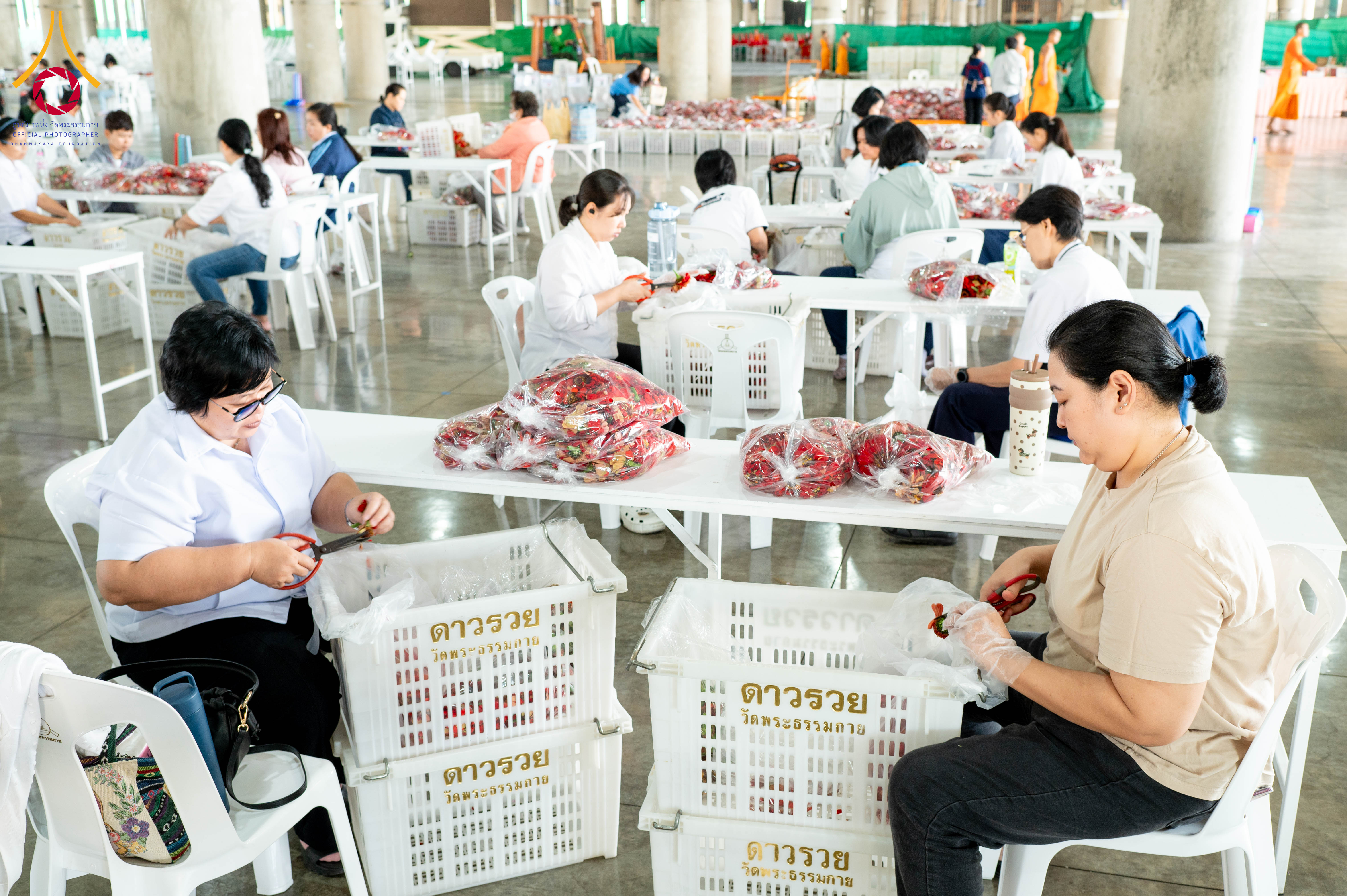เจ้าหน้าที่วัดพระธรรมกาย และสาธุชน รับบุญปลิดกลีบดอกเบญจทรัพย์ และทรัพย์บานชื่น