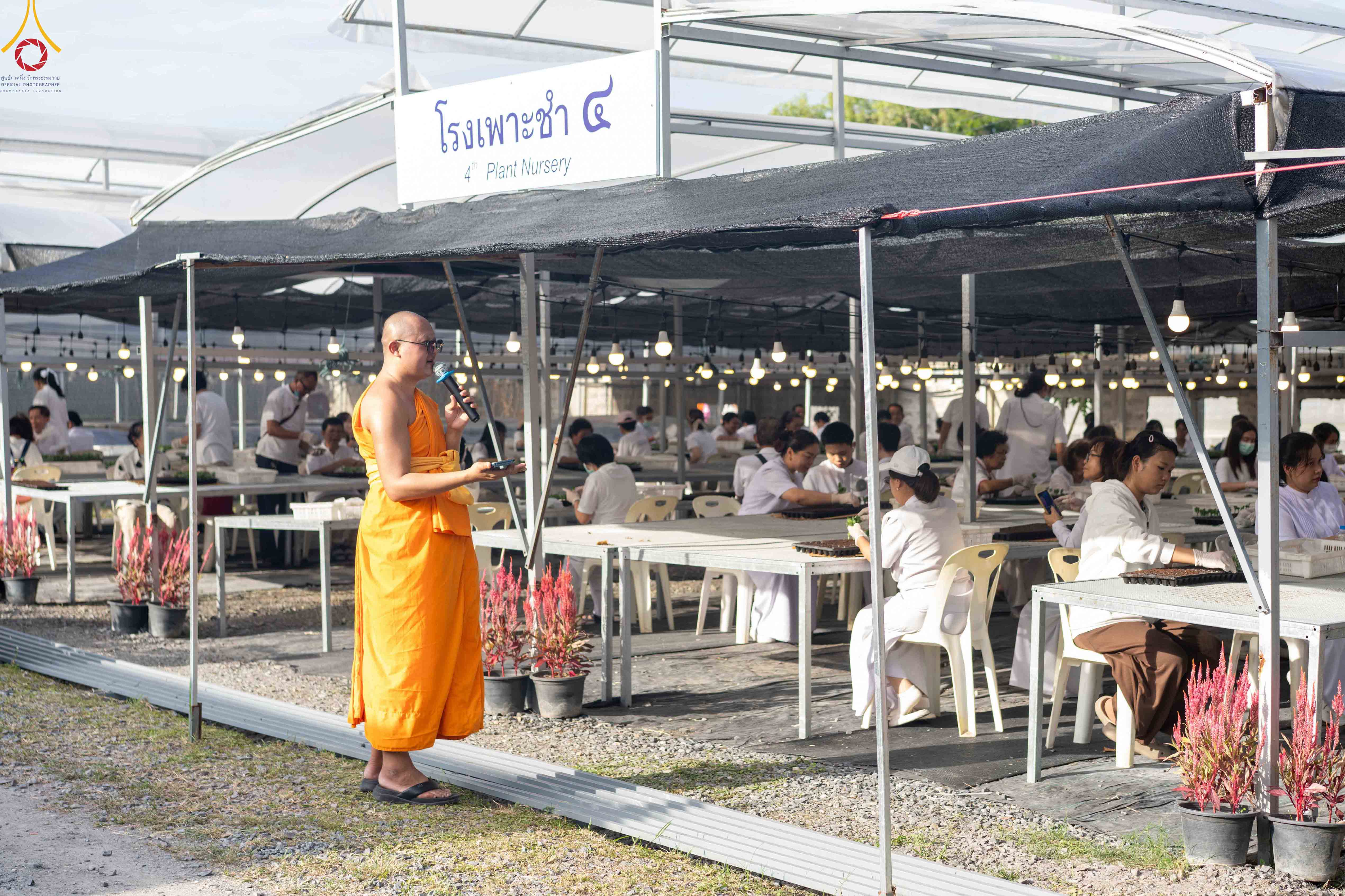 สาธุชนและเจ้าหน้าที่วัดพระธรรมกาย รับบุญปักชำต้นกล้าเบญจทรัพย์