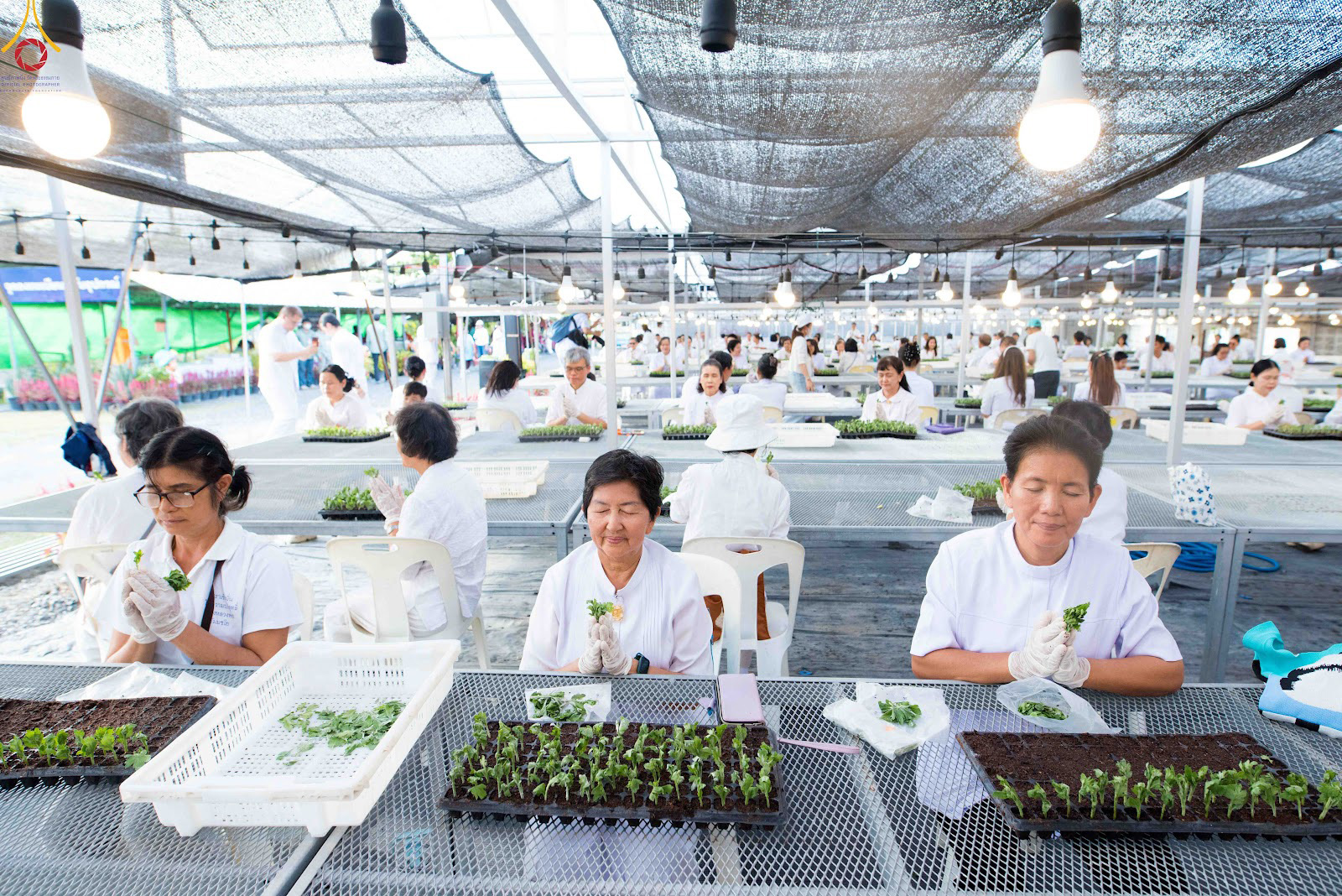 สาธุชนและเจ้าหน้าที่วัดพระธรรมกาย รับบุญปักชำต้นกล้าเบญจทรัพย์