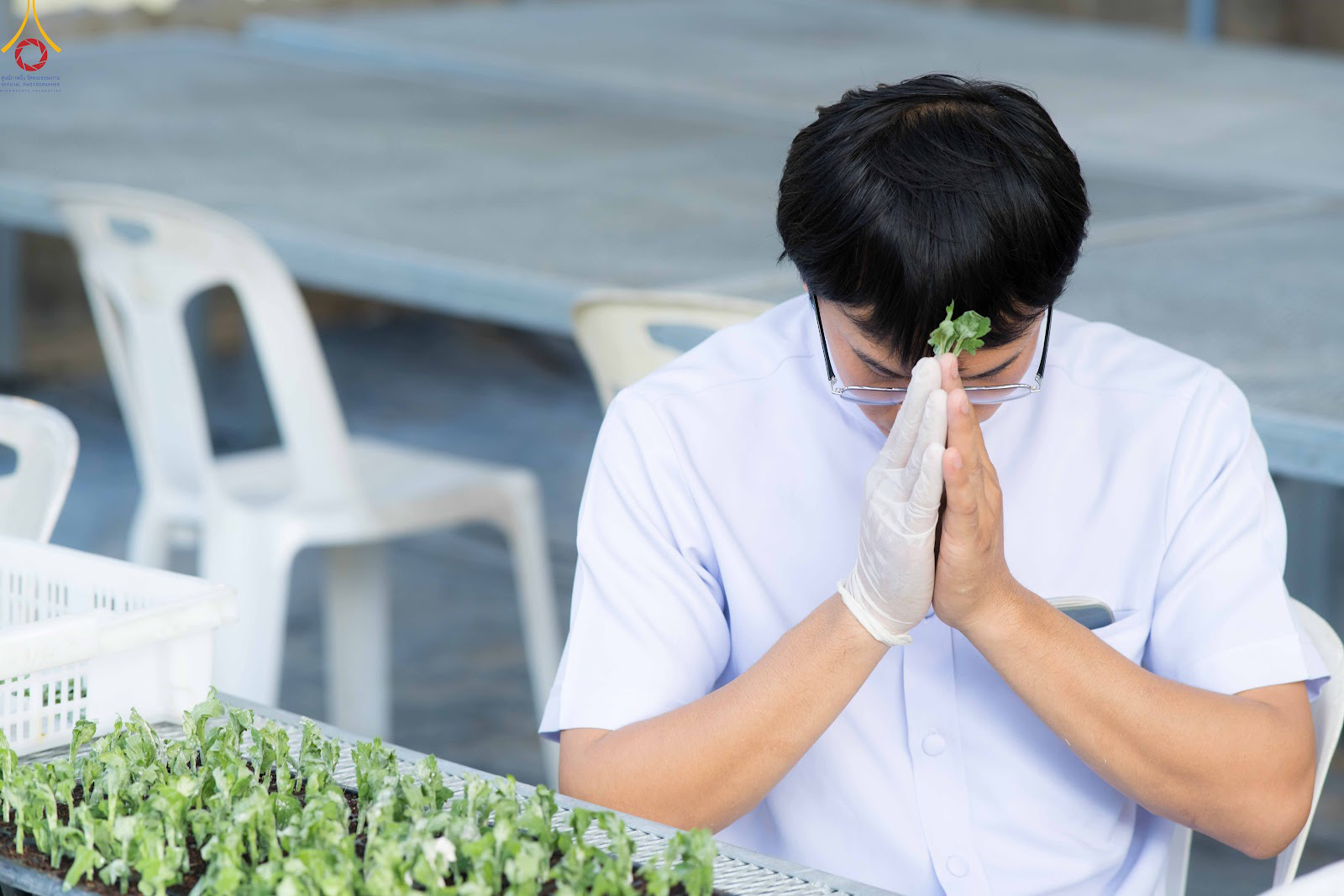 สาธุชนและเจ้าหน้าที่วัดพระธรรมกาย รับบุญปักชำต้นกล้าเบญจทรัพย์