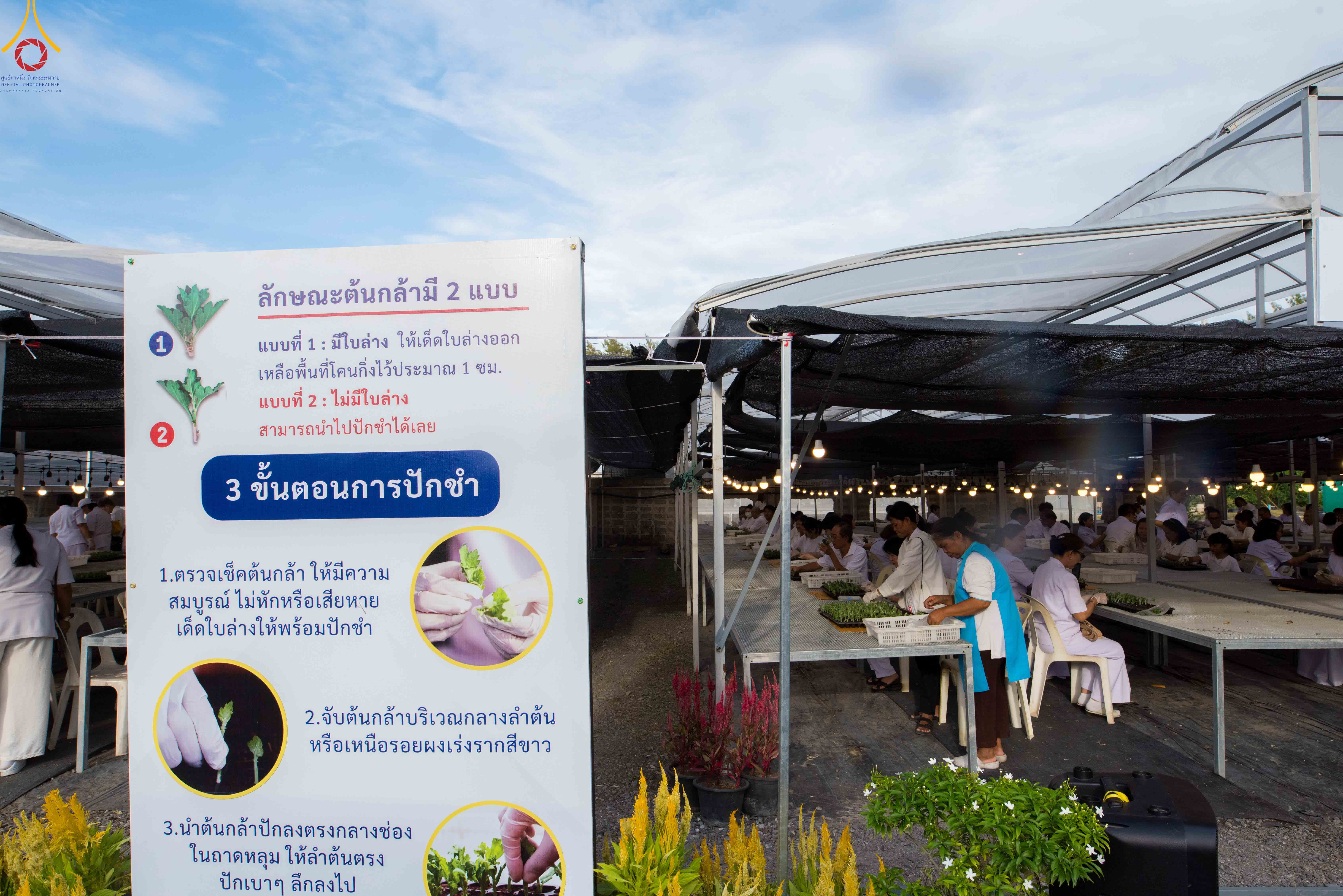 สาธุชนและเจ้าหน้าที่วัดพระธรรมกาย รับบุญปักชำต้นกล้าเบญจทรัพย์